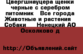 Цвергшнауцера щенки черные с серебром питомник - Все города Животные и растения » Собаки   . Ненецкий АО,Осколково д.